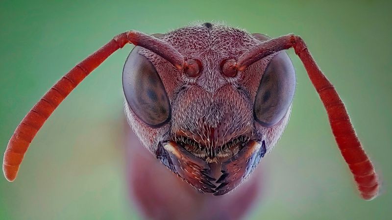 bee фото превью