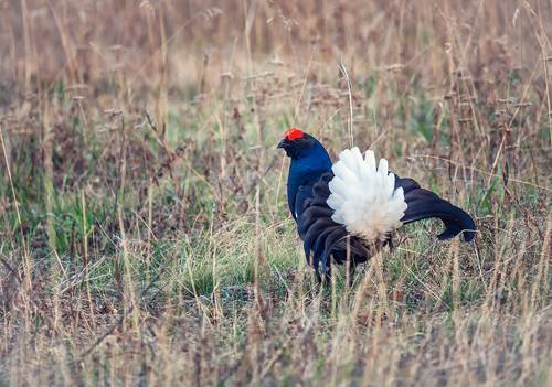 тетерев косач