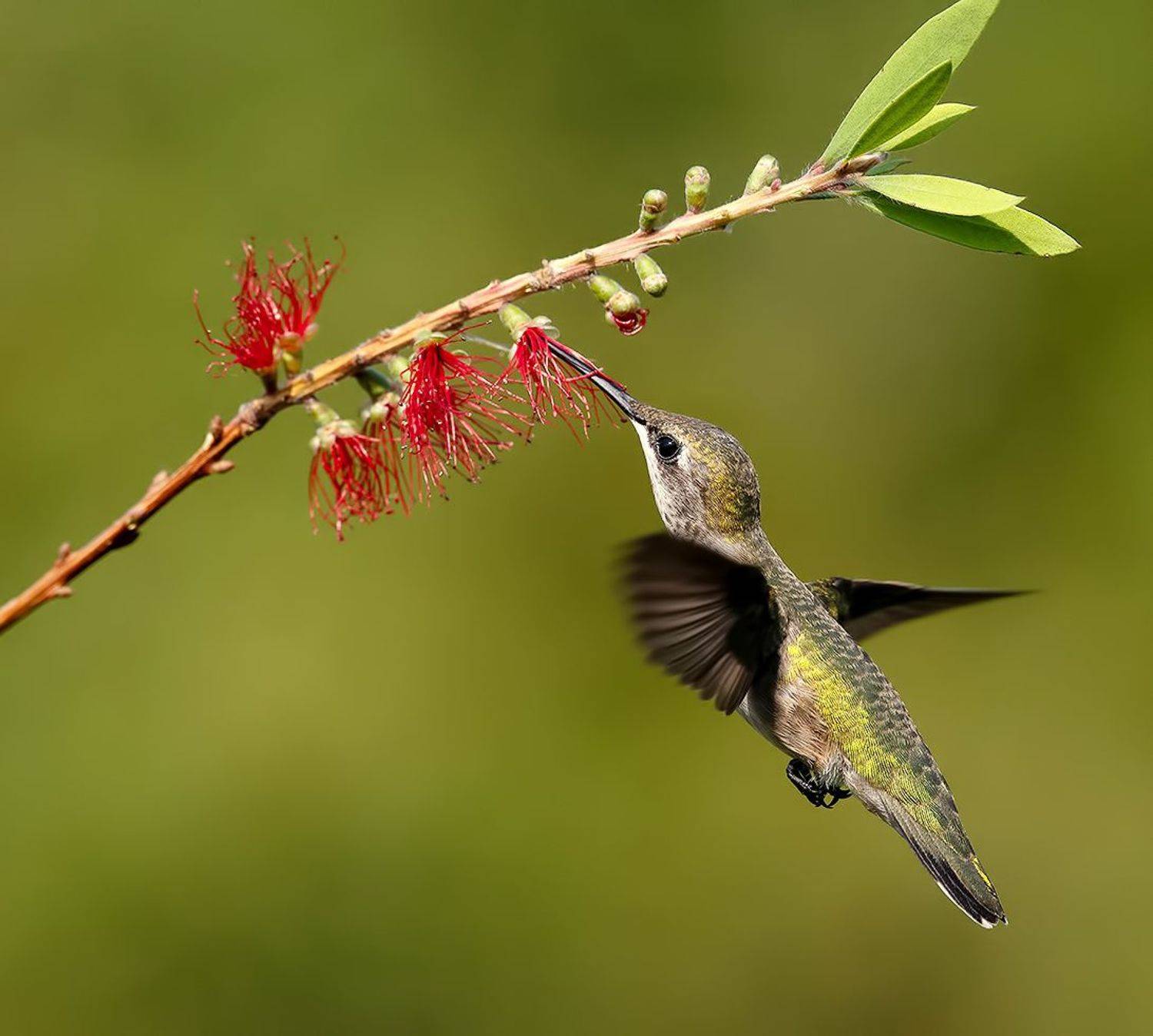 колибри,ruby-throated hummingbird, hummingbird, весна, Etkind Elizabeth