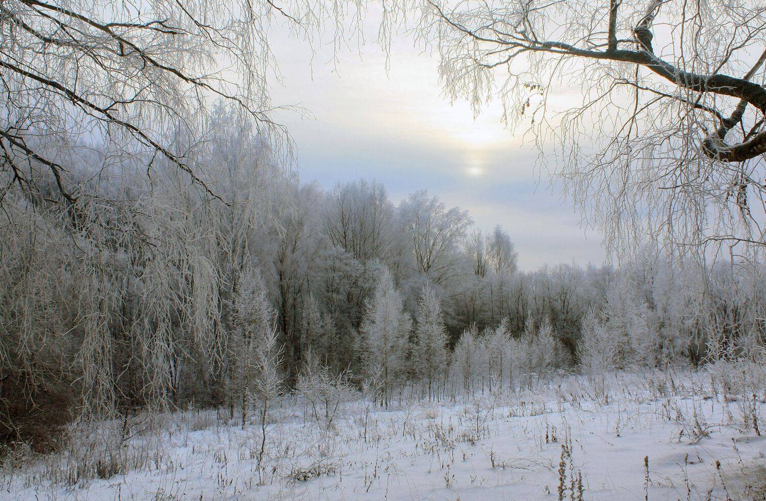зима , лес , рассвет, Александр Свистков