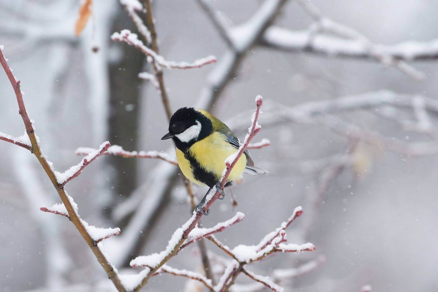 volgograd, russia, wildlife, Parus major, , Сторчилов Павел