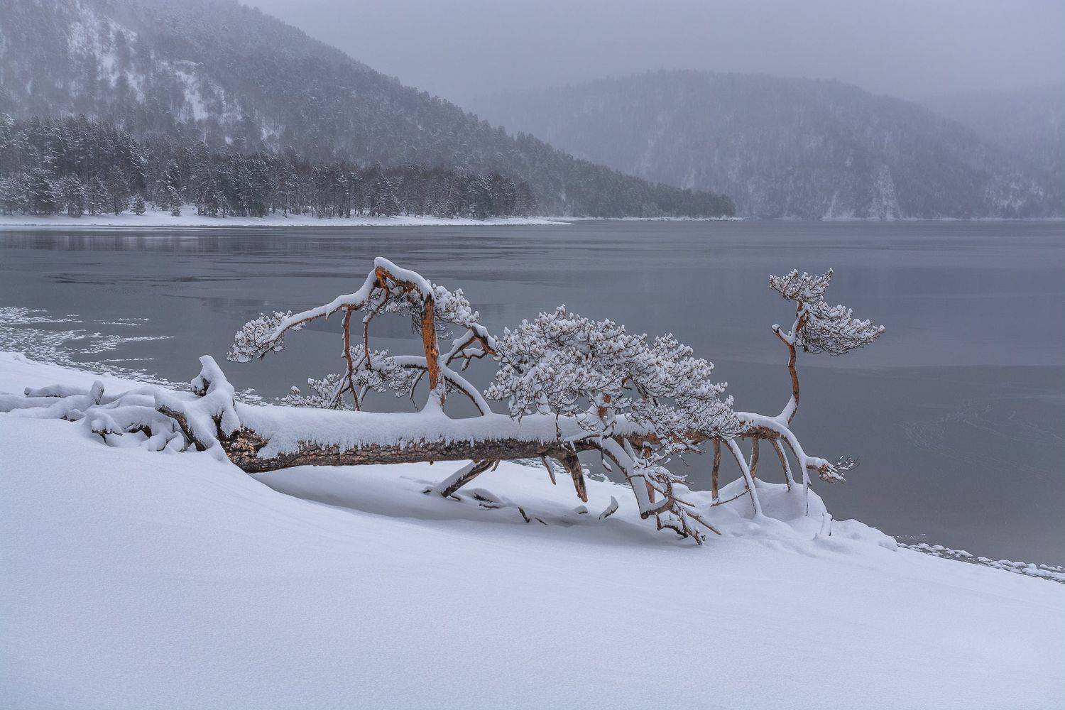 россия, горный алтай, озеро,сосна,зима, Андрей Поляков