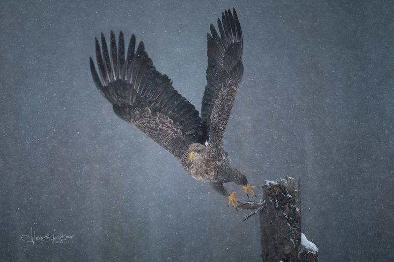 Freedom...