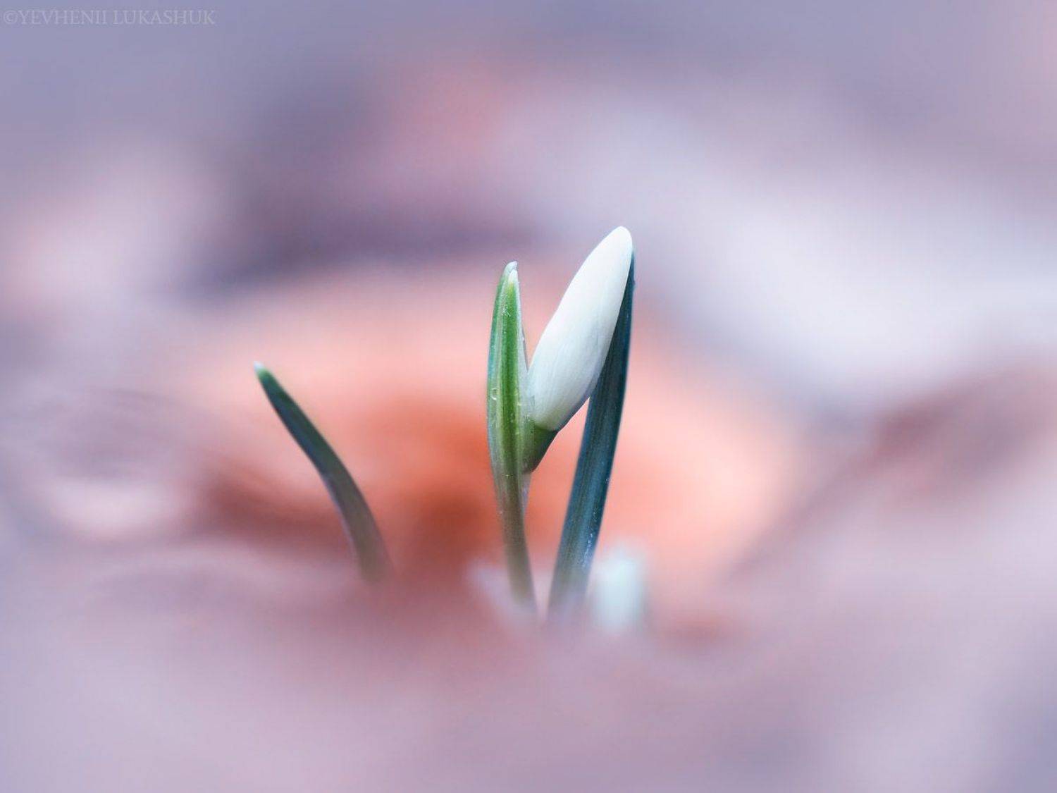 , Лукашук Евгений