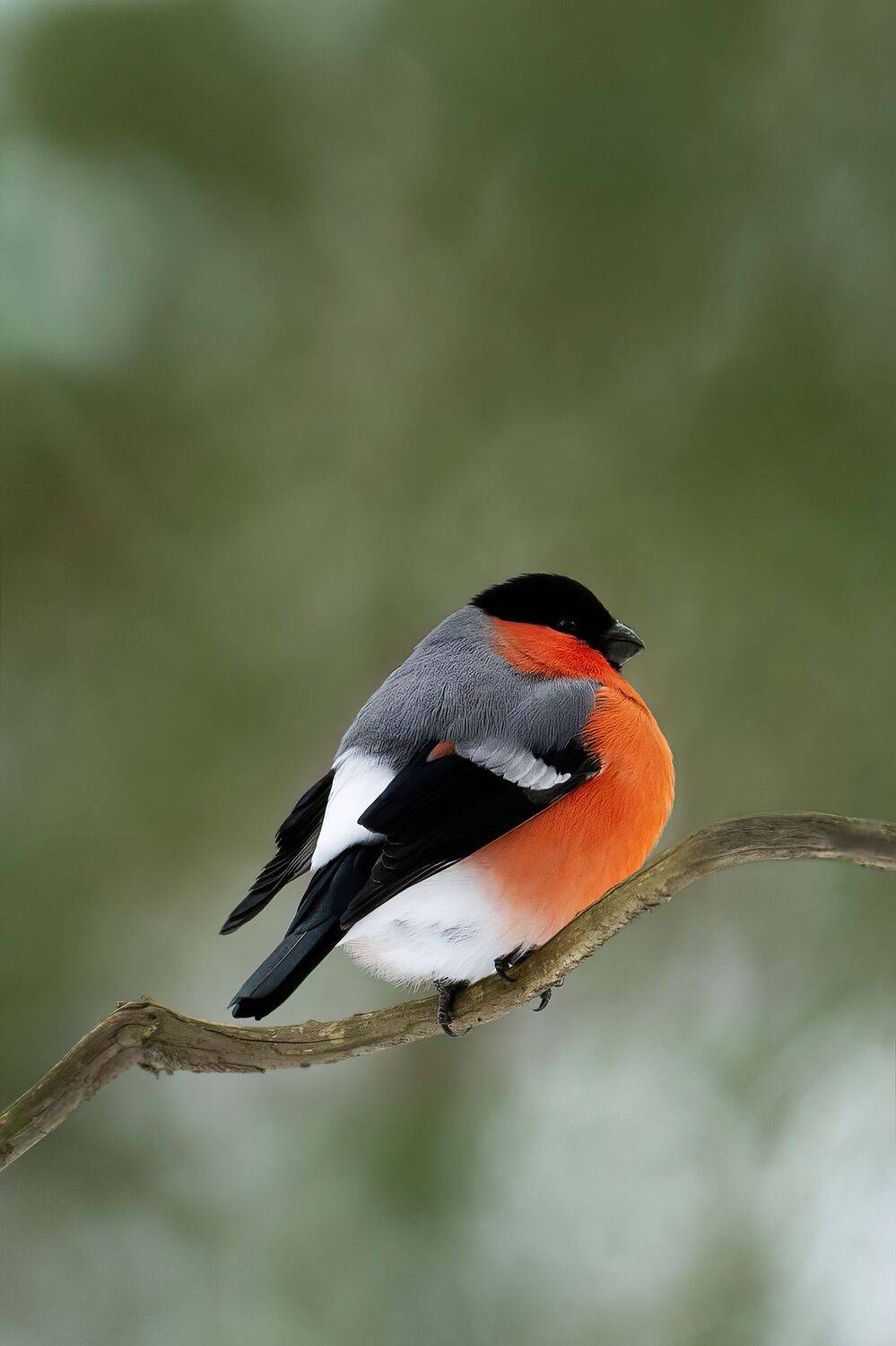 , Илья Марченко