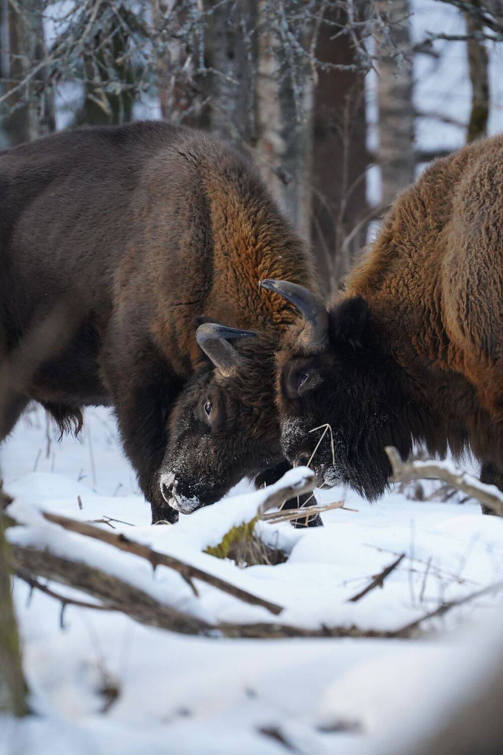 , Илья Марченко