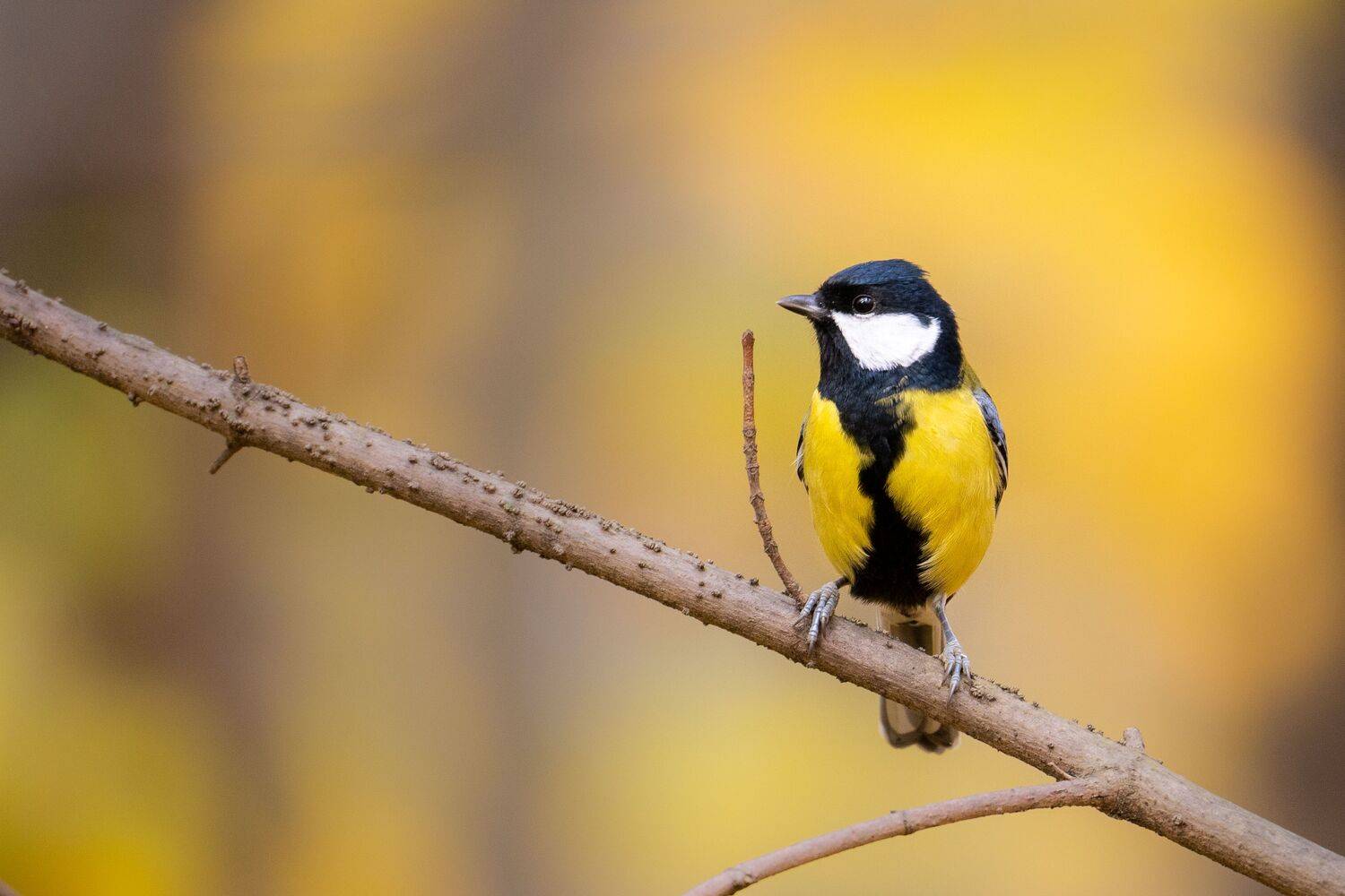 , Илья Марченко