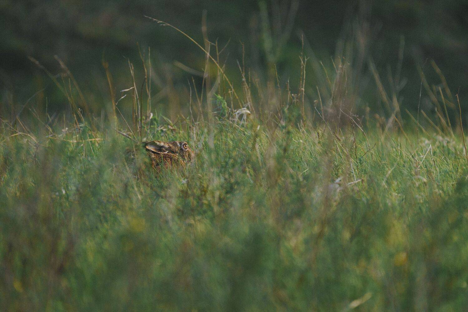 , Илья Марченко