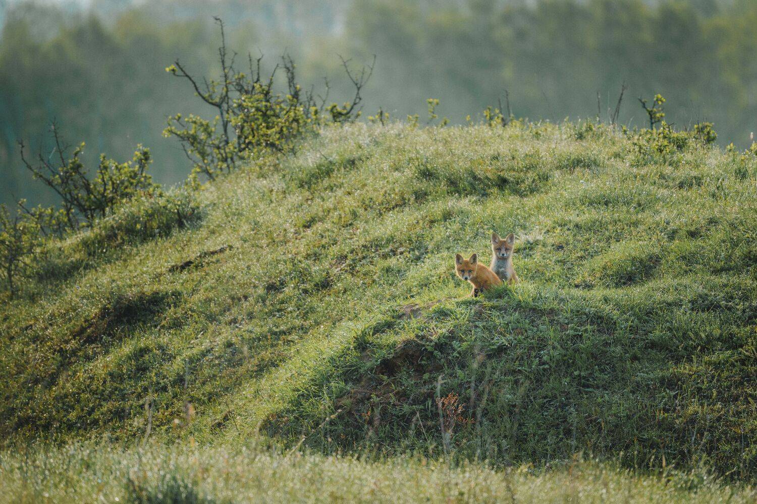 , Илья Марченко