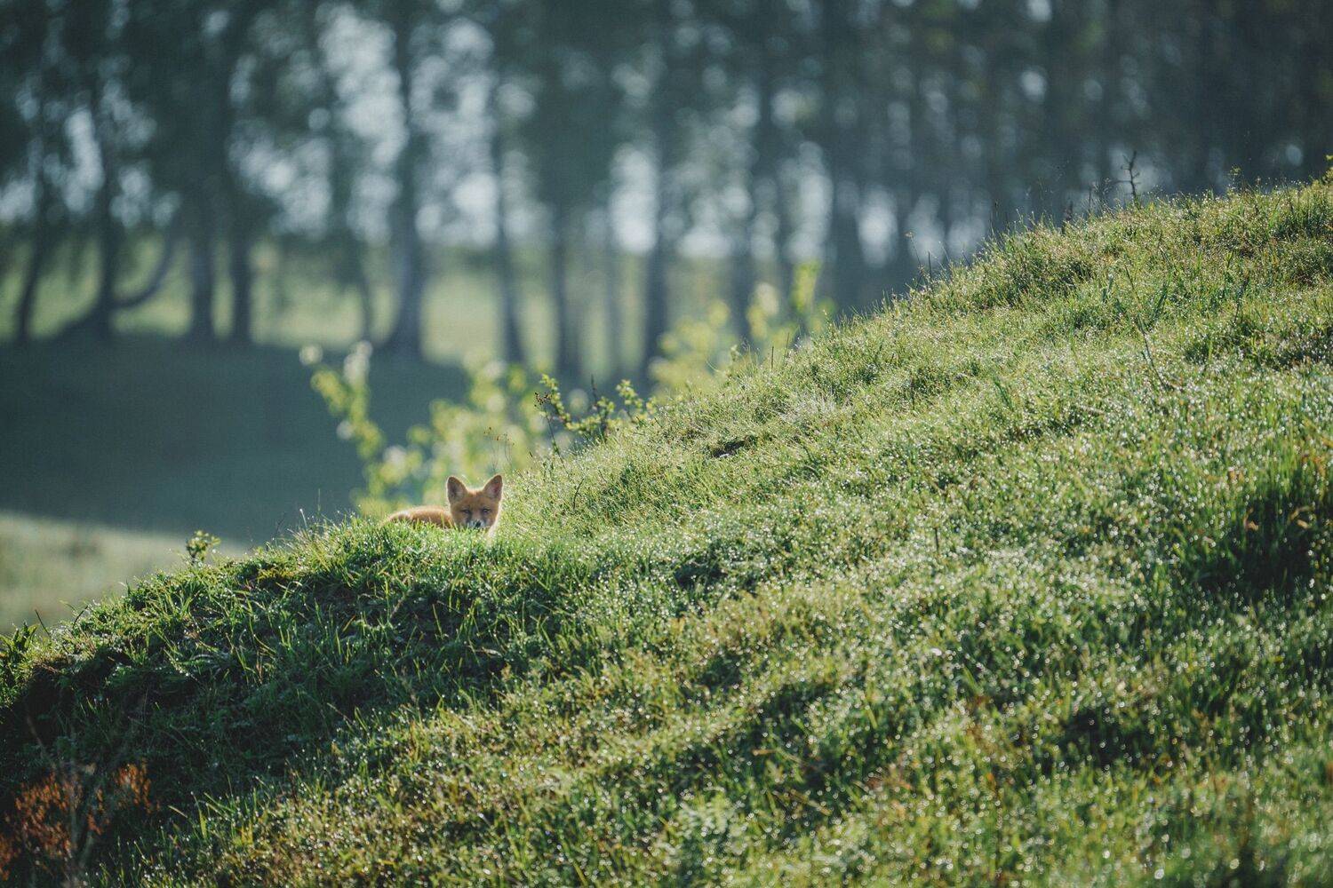 , Илья Марченко