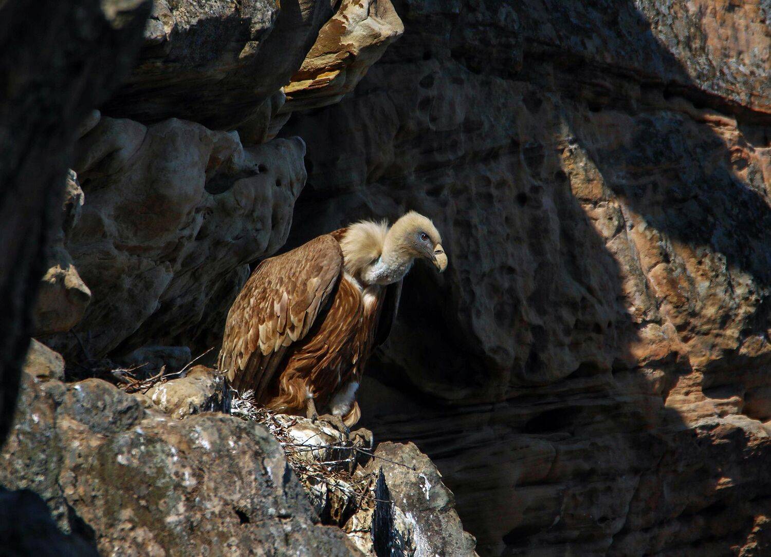 сип,гриф,падальщик,птица,горы,дагестан,, Magov Marat