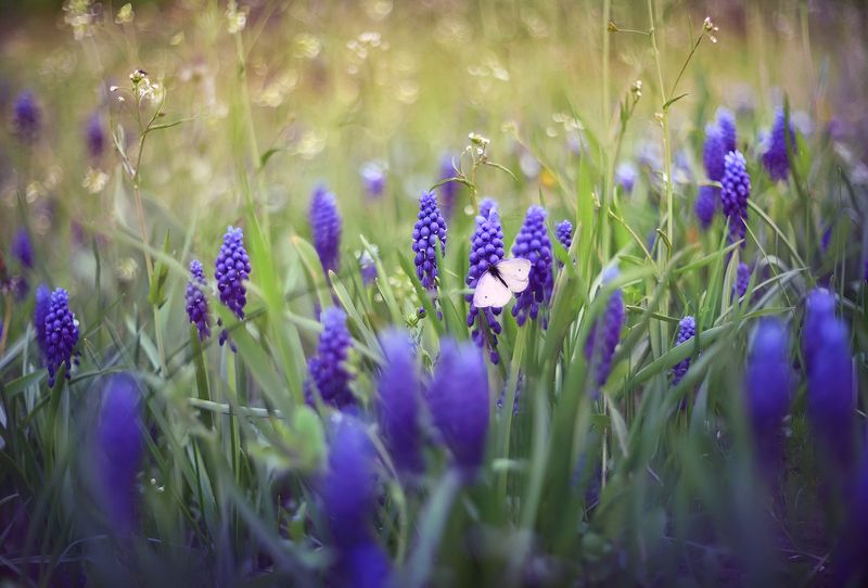 Мускари фото превью