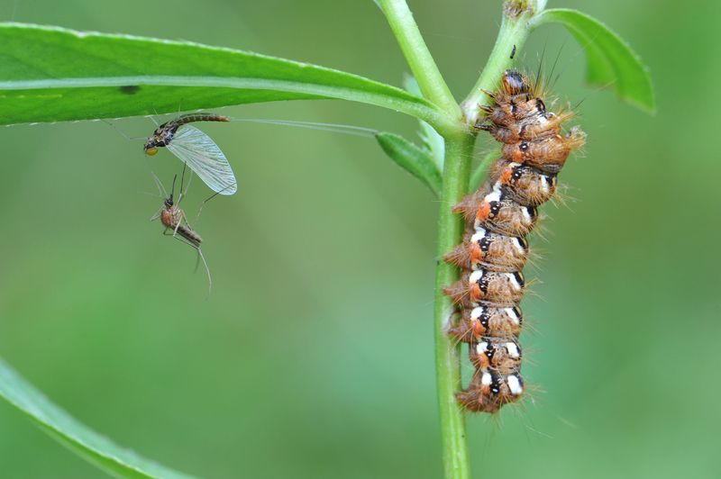 Бега. фото превью