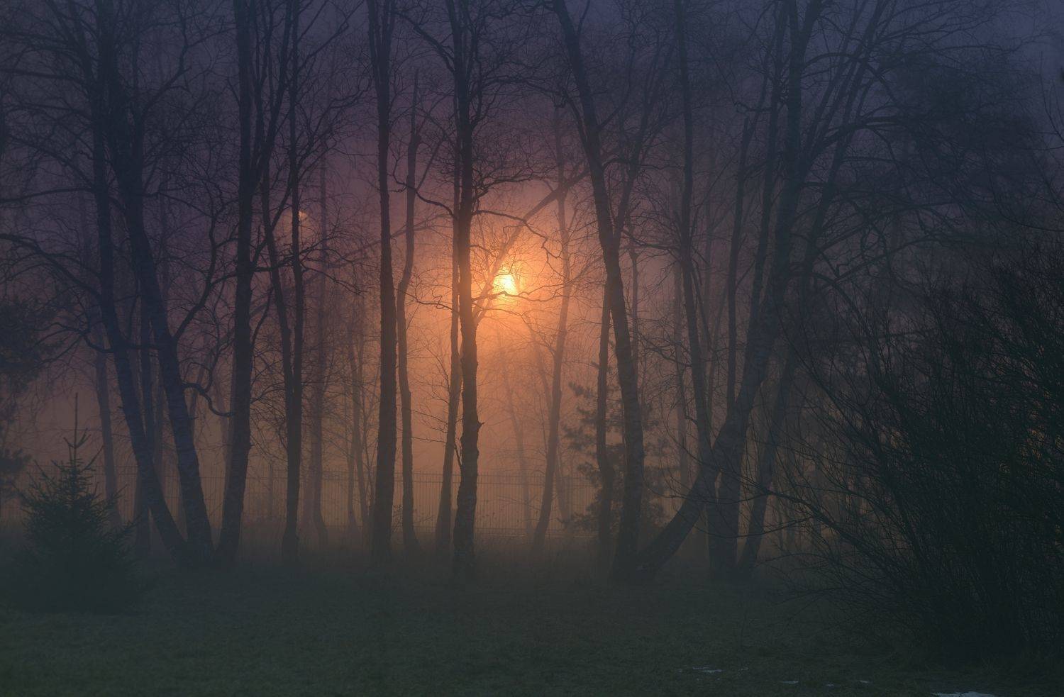 зима туман лес ночь, Александр Жарников