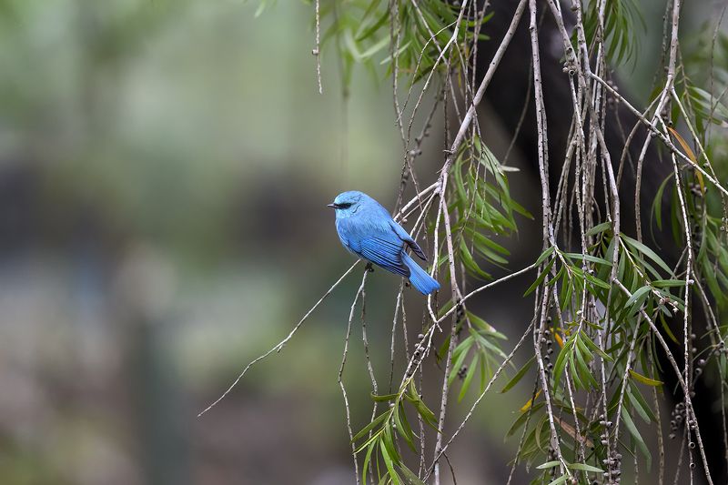 birds  фото превью