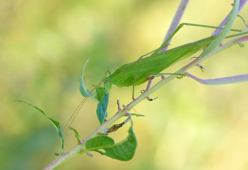Золотой час