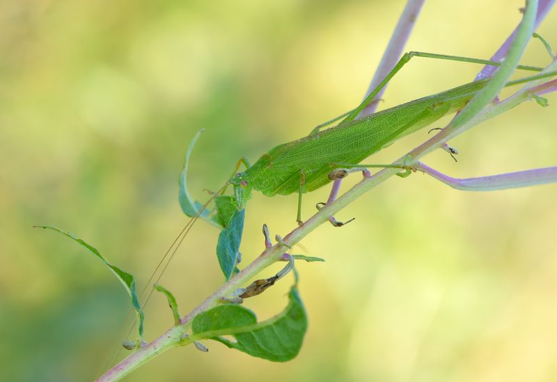 пластинокрыл обыкновенный, phaneroptera falcata, пластинокрылы, phaneropteridae, кузнечик, иван-чай, кипрей Золотой час фото превью