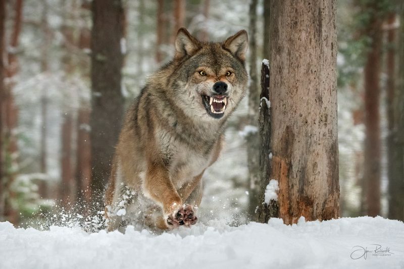 волк, европейский волк, беларусь, красный бор, wolf, gray wolf, wolf, grey wolf Хищник фото превью