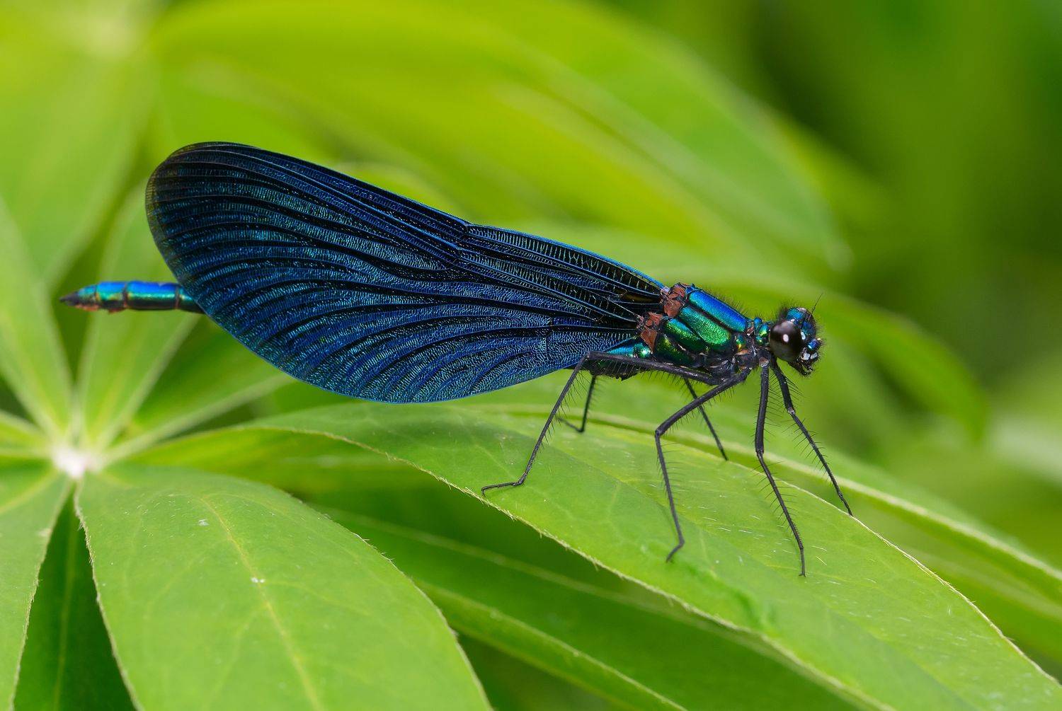 красотка-девушка, calopteryx virgo, красотки, calopterygidae, стрекоза, самец, male, Павел Черенков