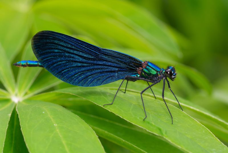 красотка-девушка, calopteryx virgo, красотки, calopterygidae, стрекоза, самец, male Красотка-девушка фото превью