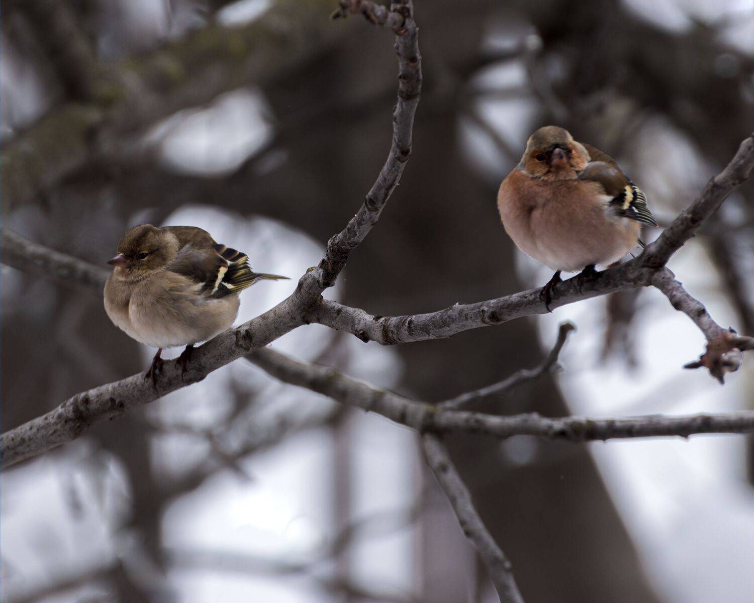 зяблики, Алексей Рыльский