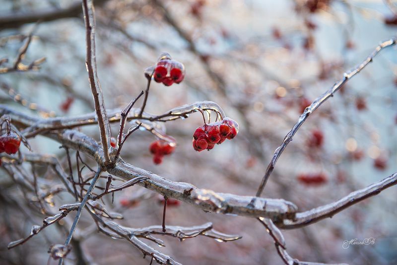 природа, рябина, лёд. ветки Природа в хрустале (часть 4) фото превью