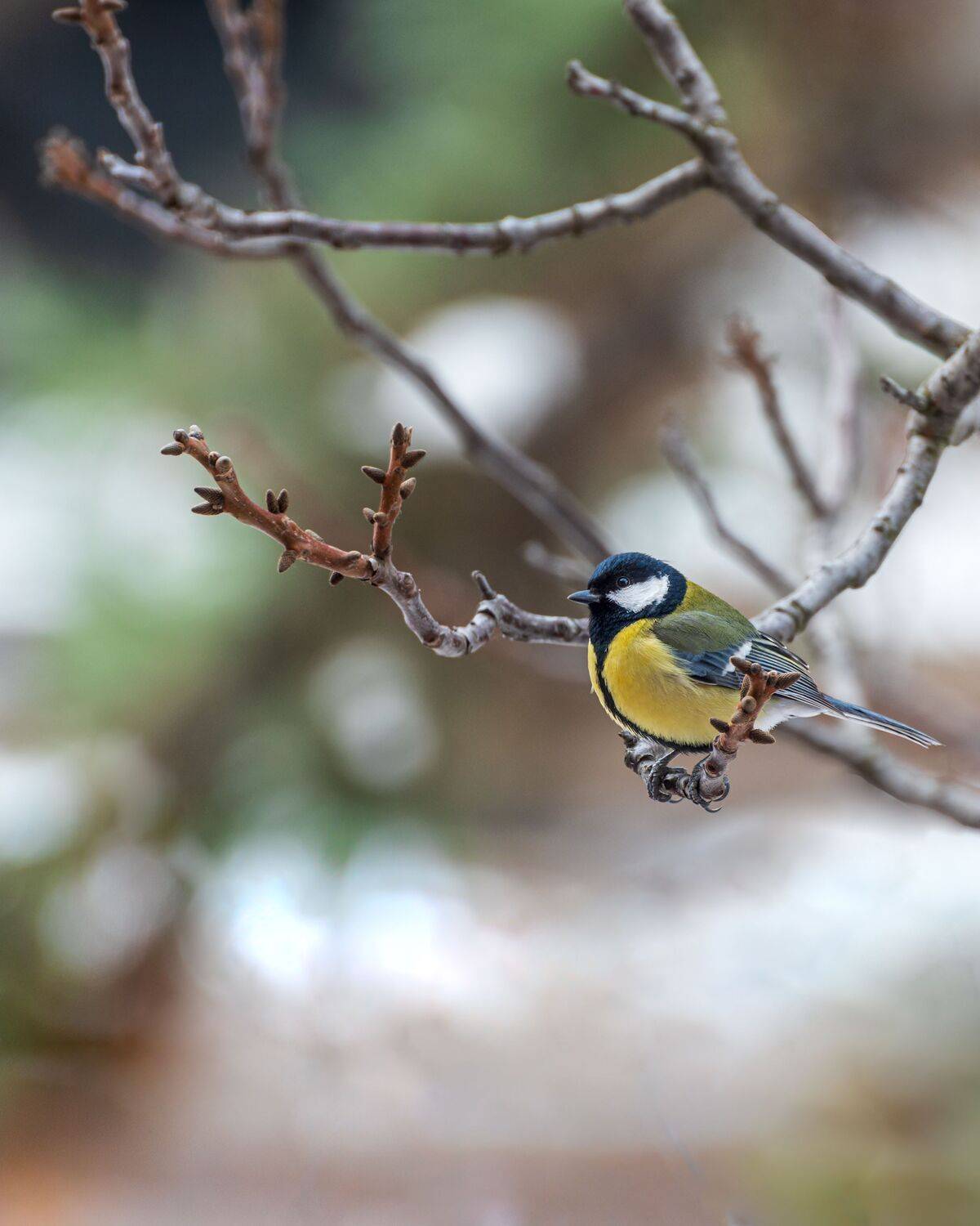 большая, синица, Алексей Рыльский