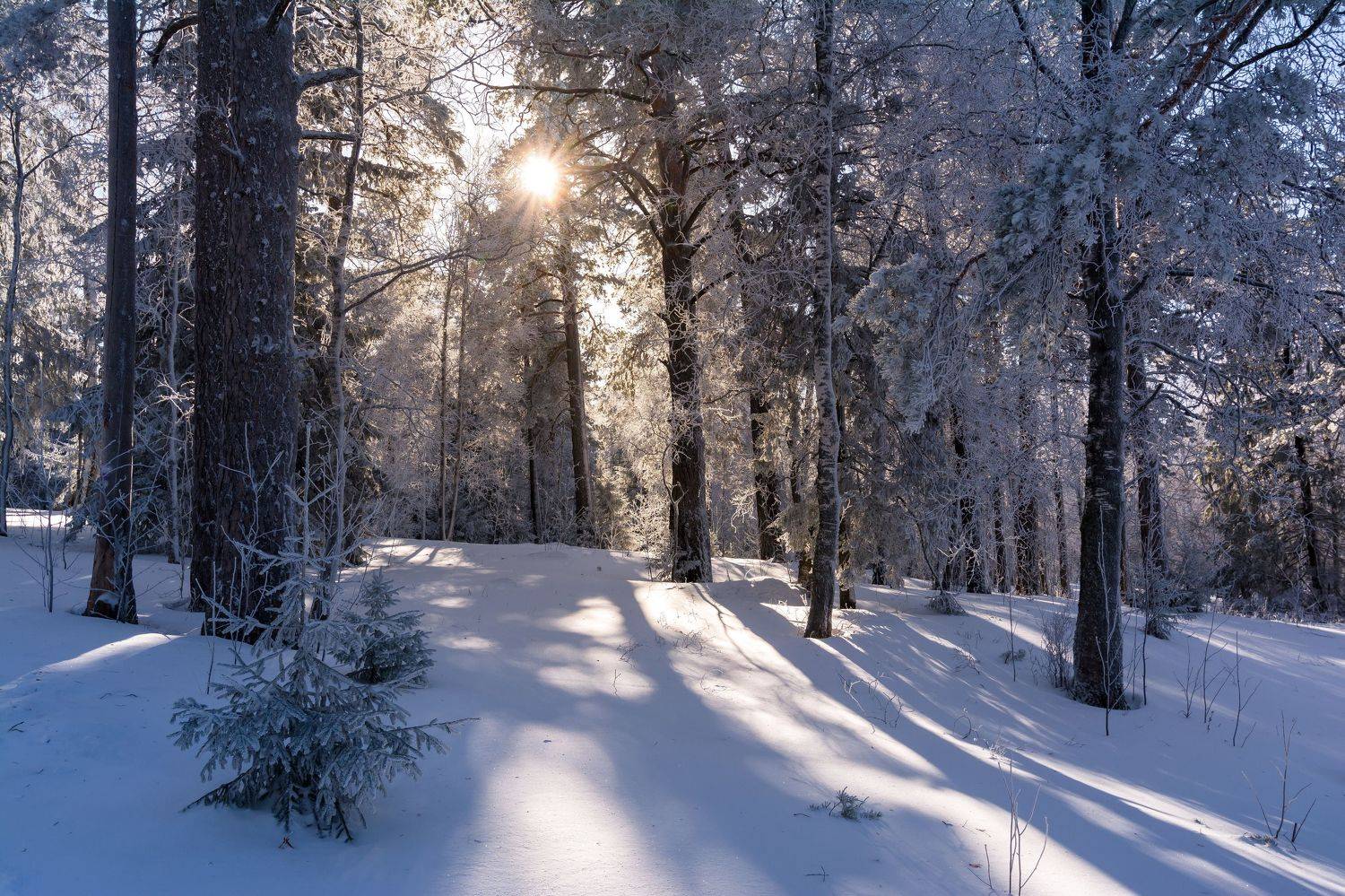, Андрей Шарапов
