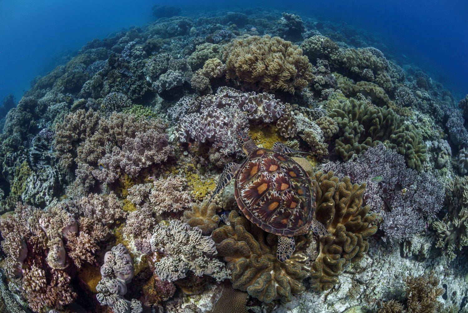 , Савин Андрей