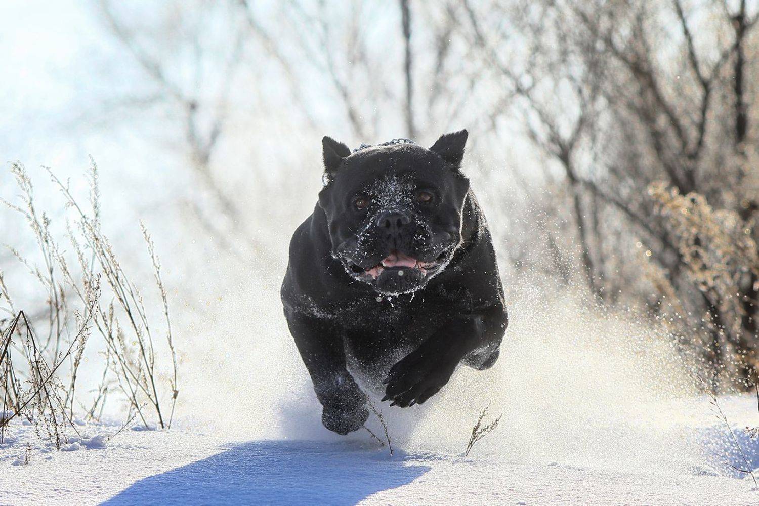 , Андрей Ершов