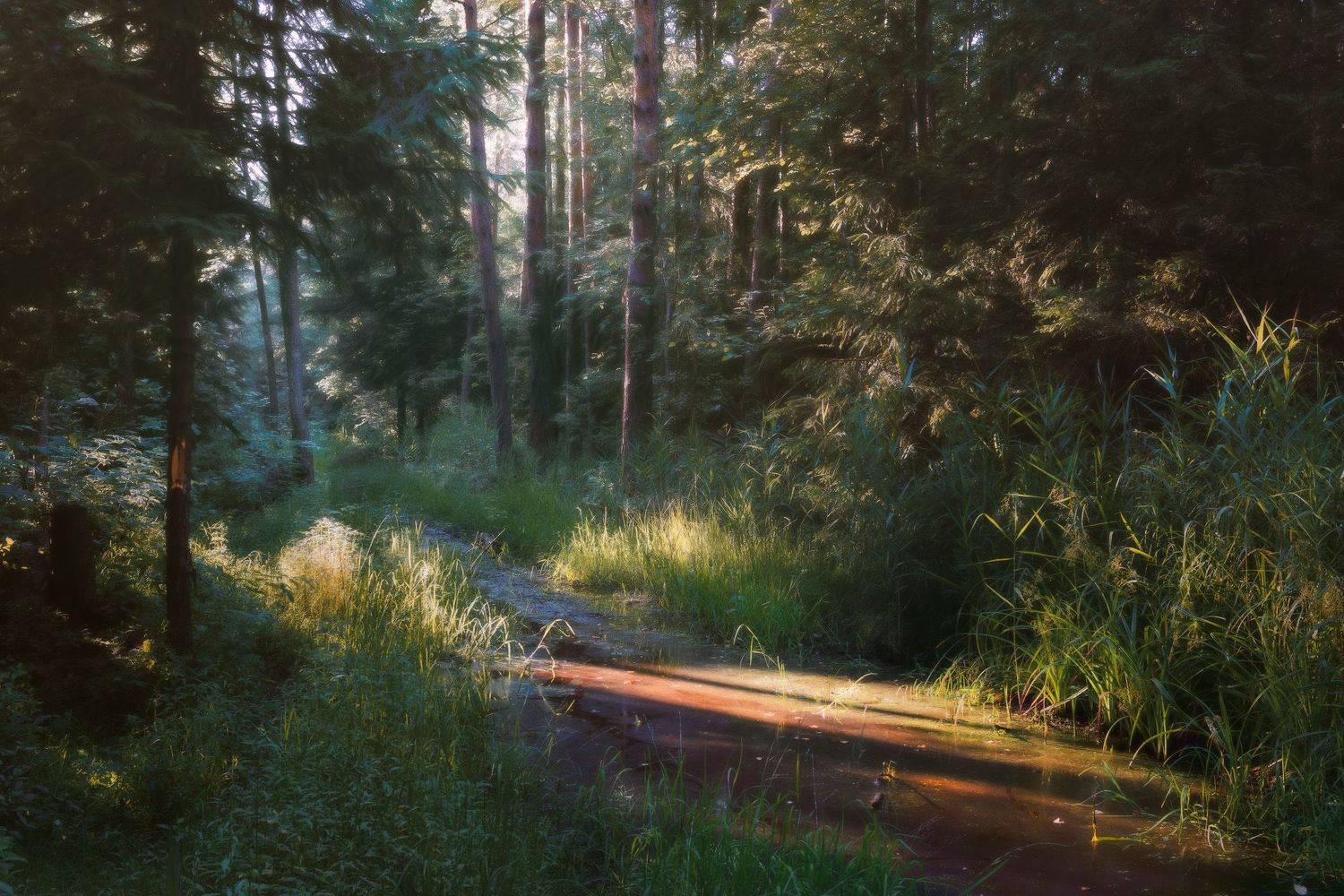 лес, свет, деревья, пейзаж, forest, woodland, trees, landscape, sunlight, Валерий Вождаев