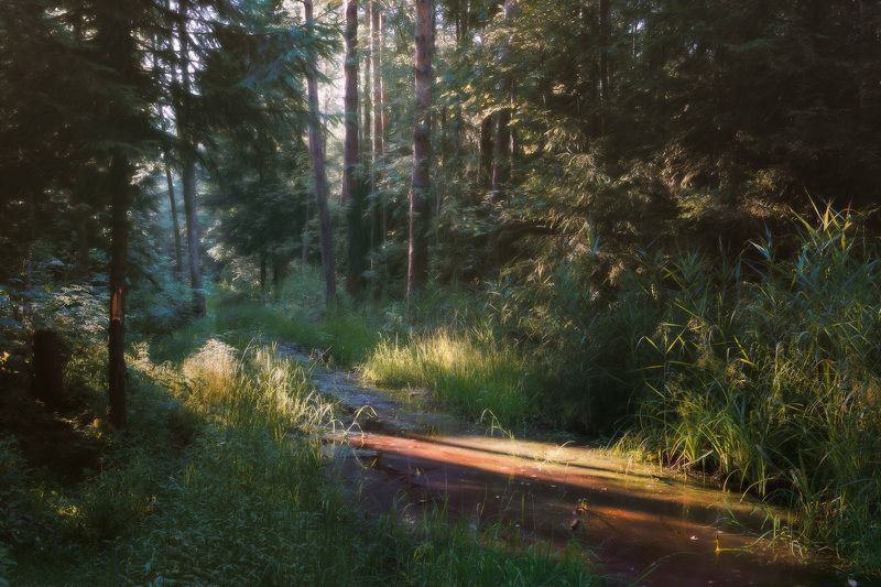 В летнем лесу фото превью