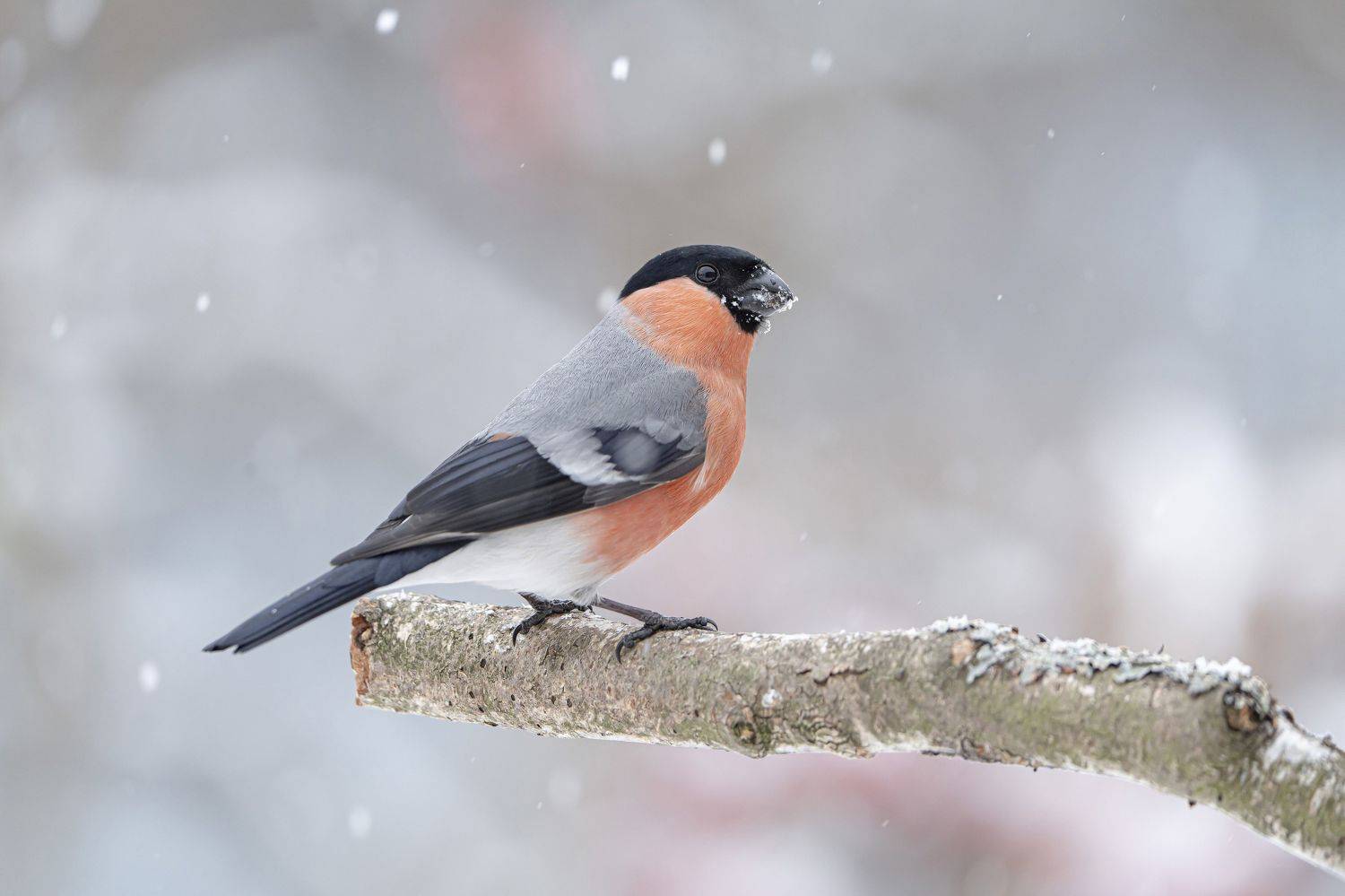 птицы,природа, зима,сони а-7 4, Андрей Киселёв