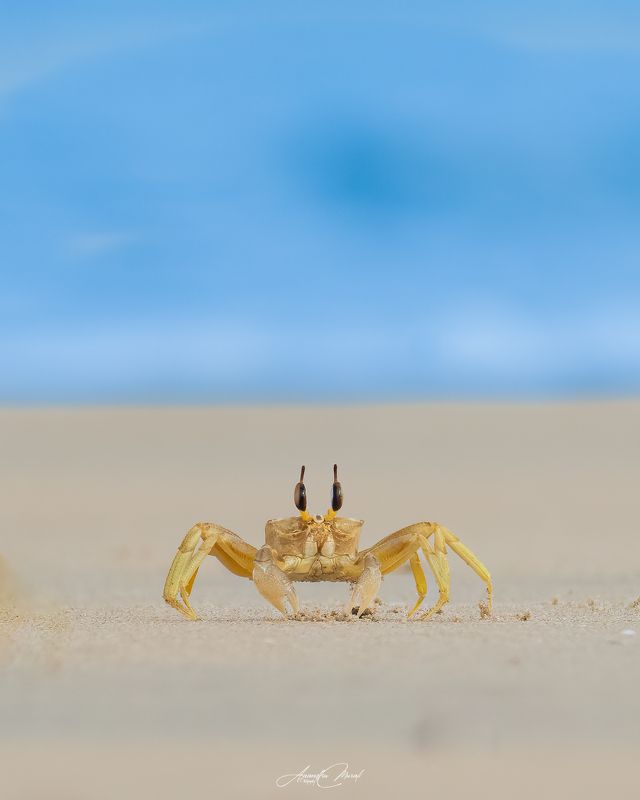 crab, sea, kerala, wildlife Mr. Ghost фото превью