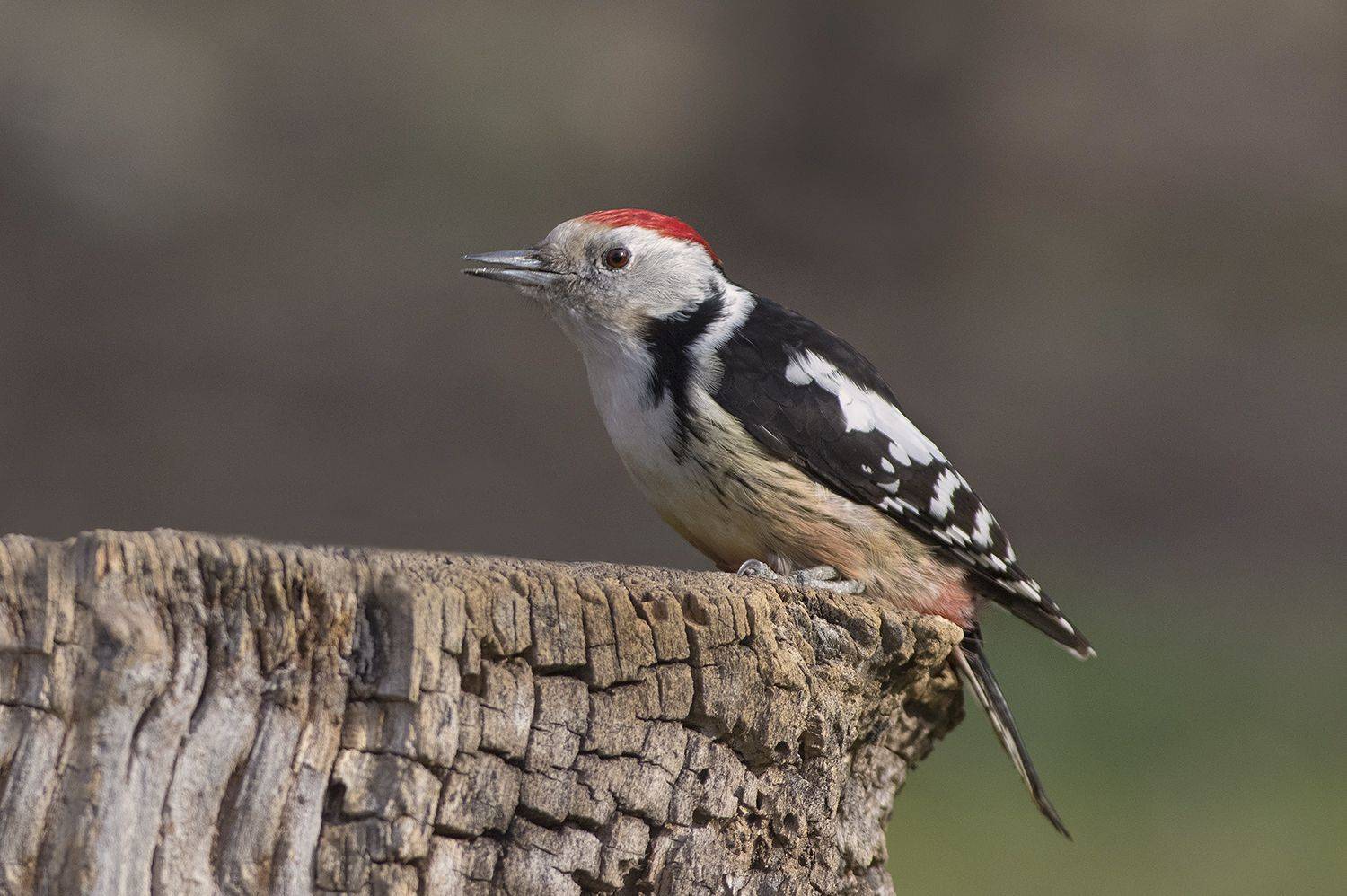 , Евгени Стефанов
