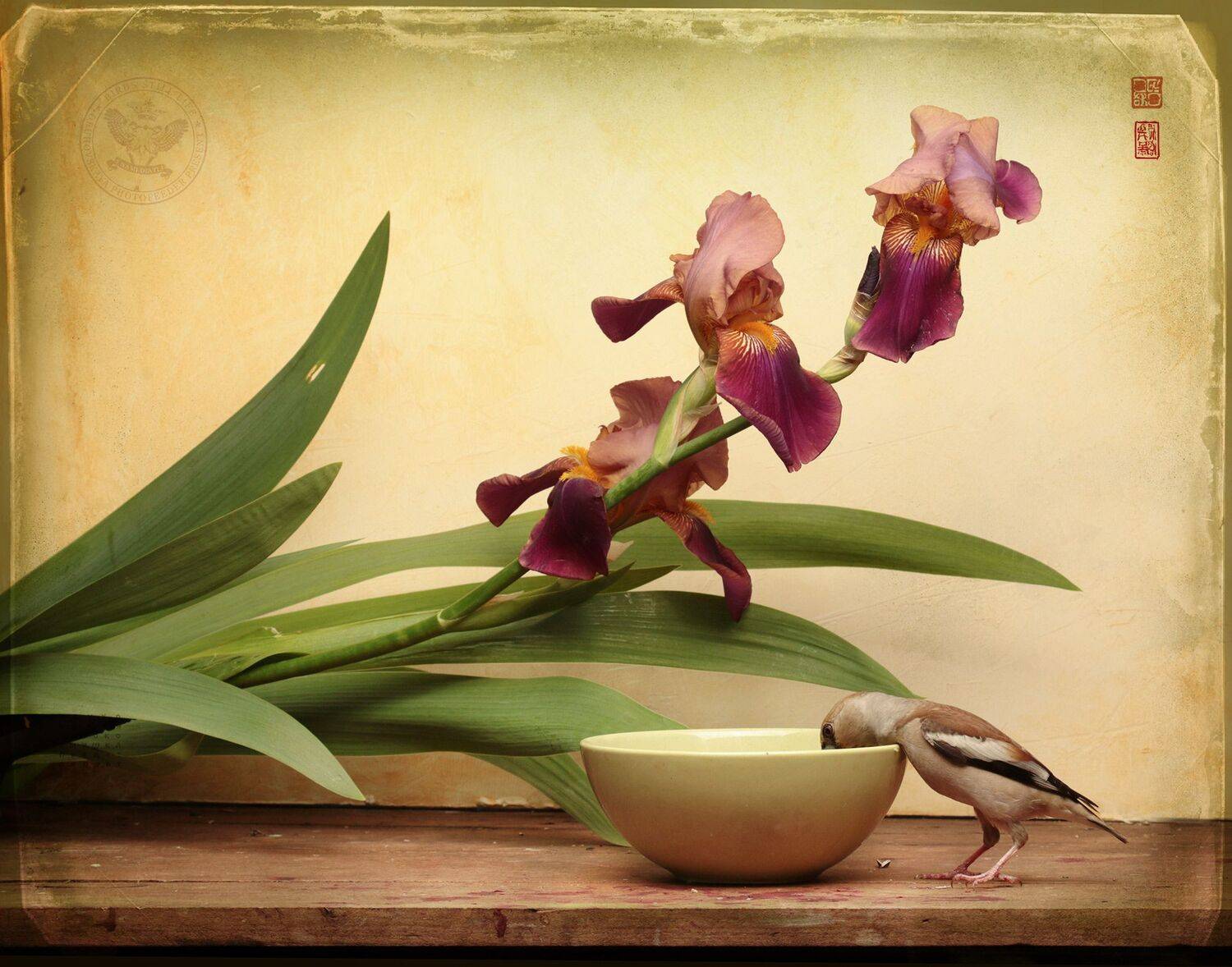 дубонос, Хромушин Олег