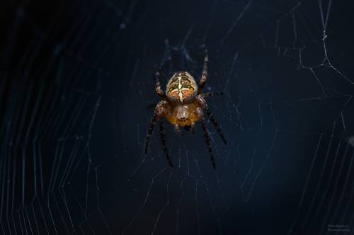 Малыш крестовик