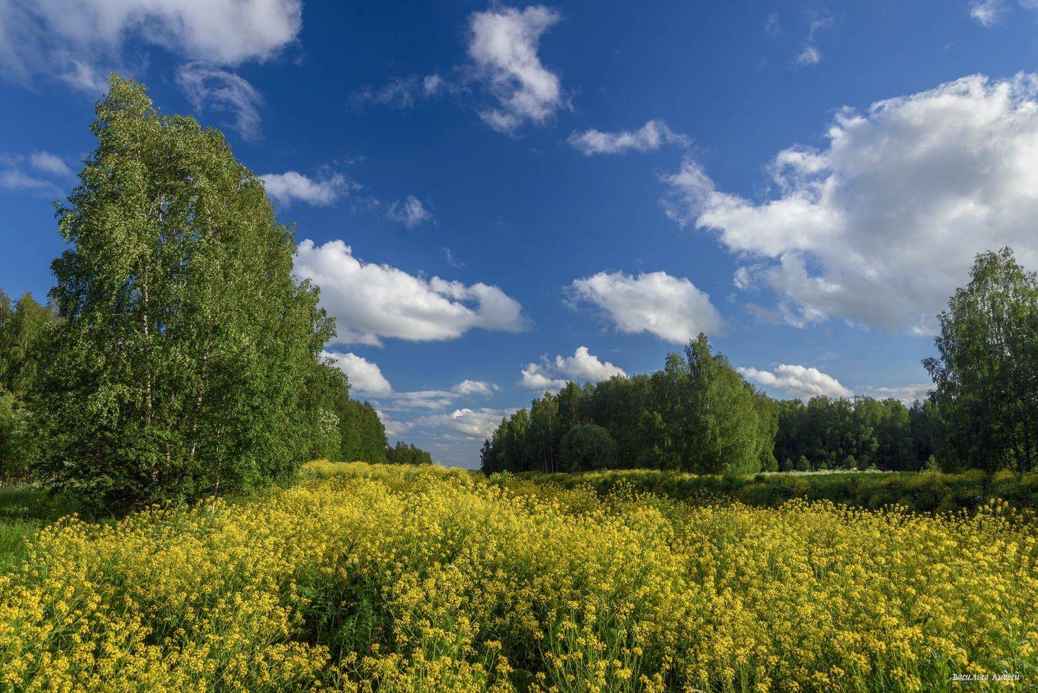 лето, природа, пермский край, Vasilyev Andrey