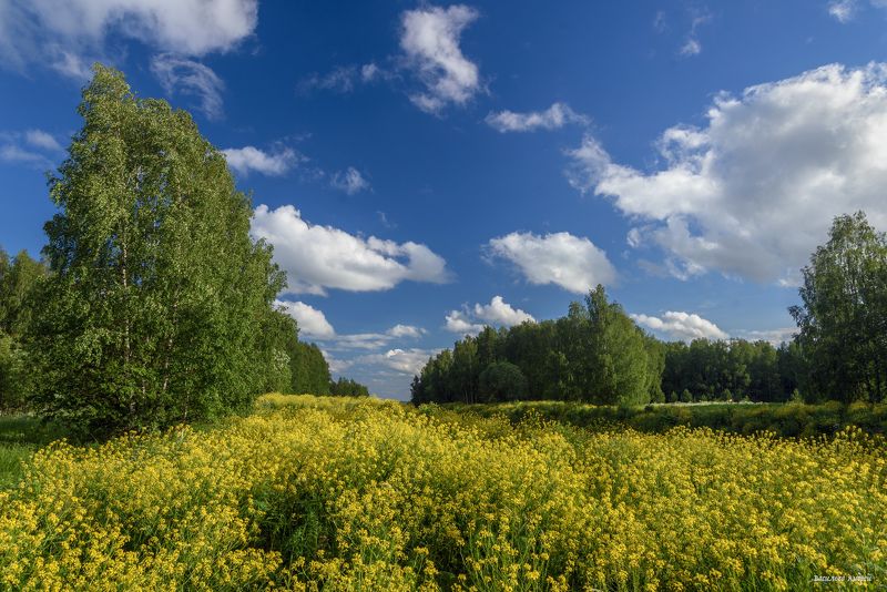 лето, природа, пермский край Лето фото превью