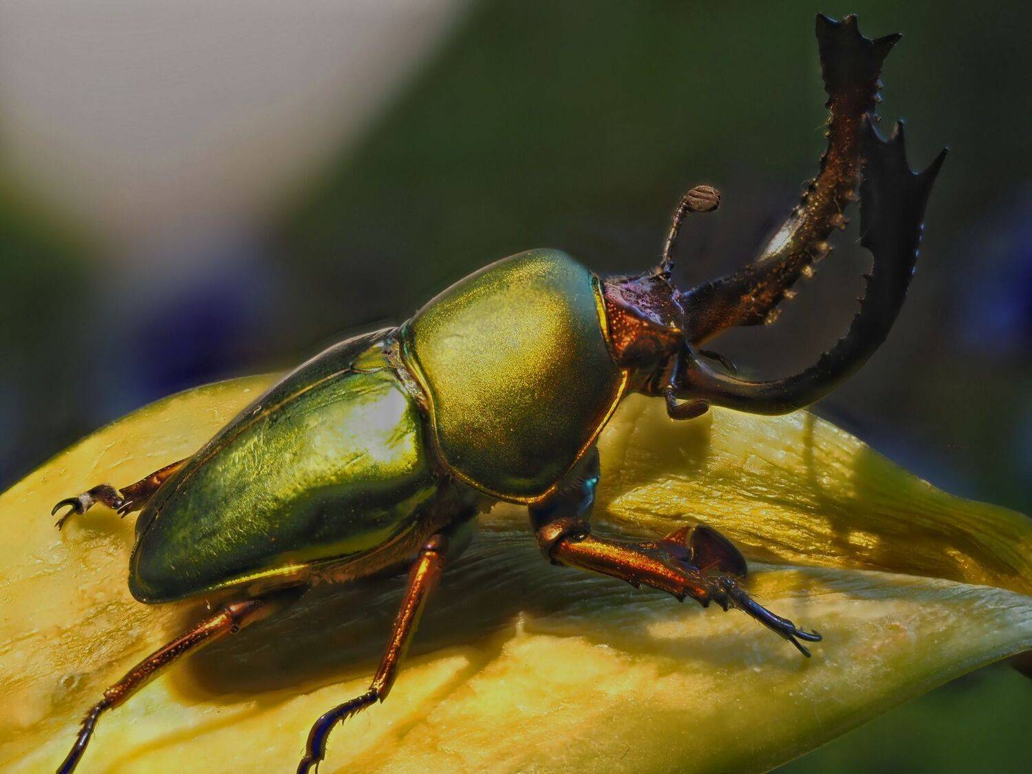 , Анатолий Савчук