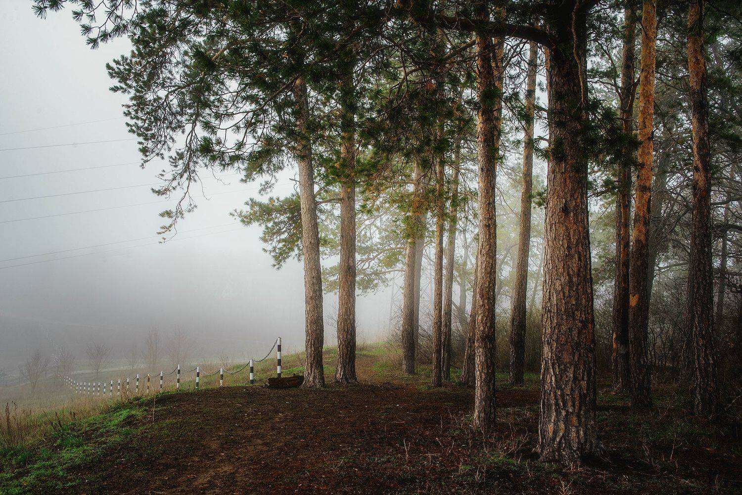 , Дзюба Нелли