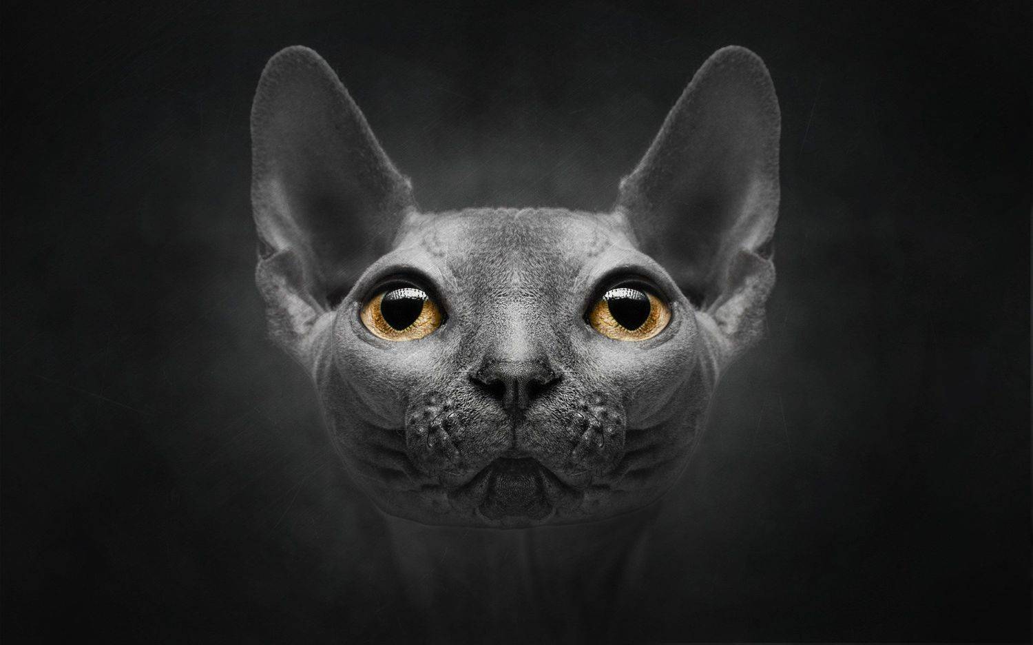 , Евневич Сергей