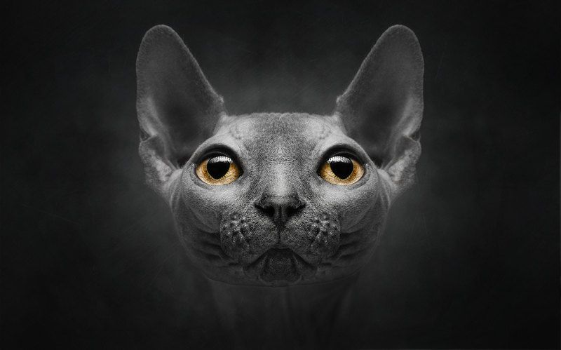 ... фото превью