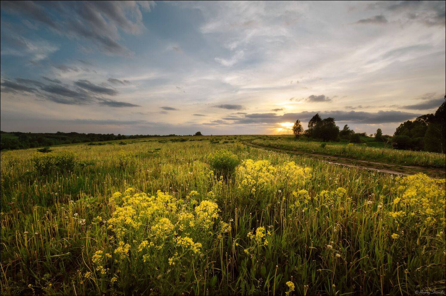 лето, вечер, закат, поле, Андрей Шумилин