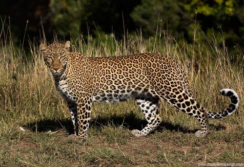 Leopard