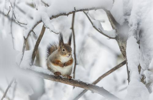 Замёрзли лапки