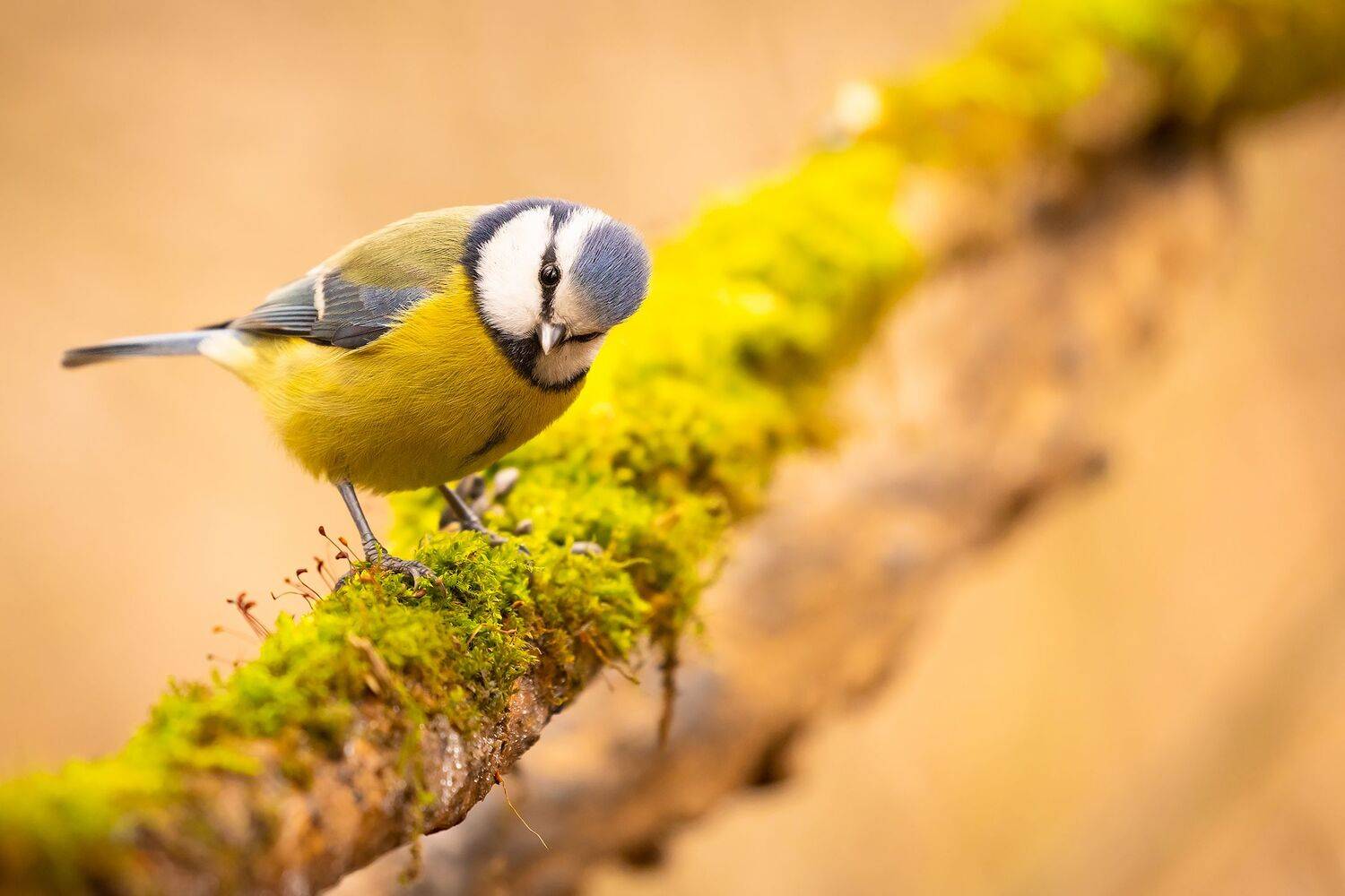 , Robert Adamec