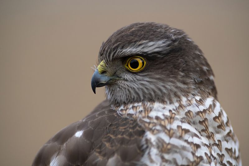 Портреты ястреба перепелятника фото превью