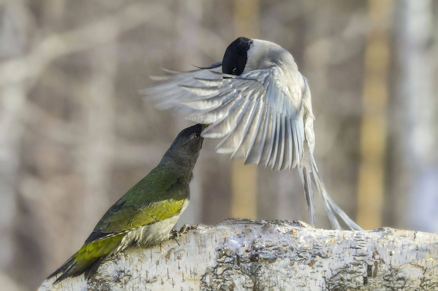 седой дятел, голубая сорока, сюжет, Коледова Ирина
