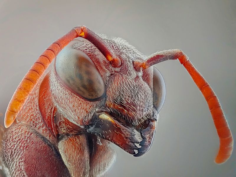 Bee фото превью